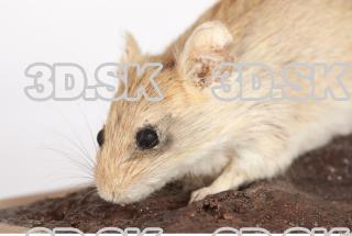 Mouse-Mus musculus 0017